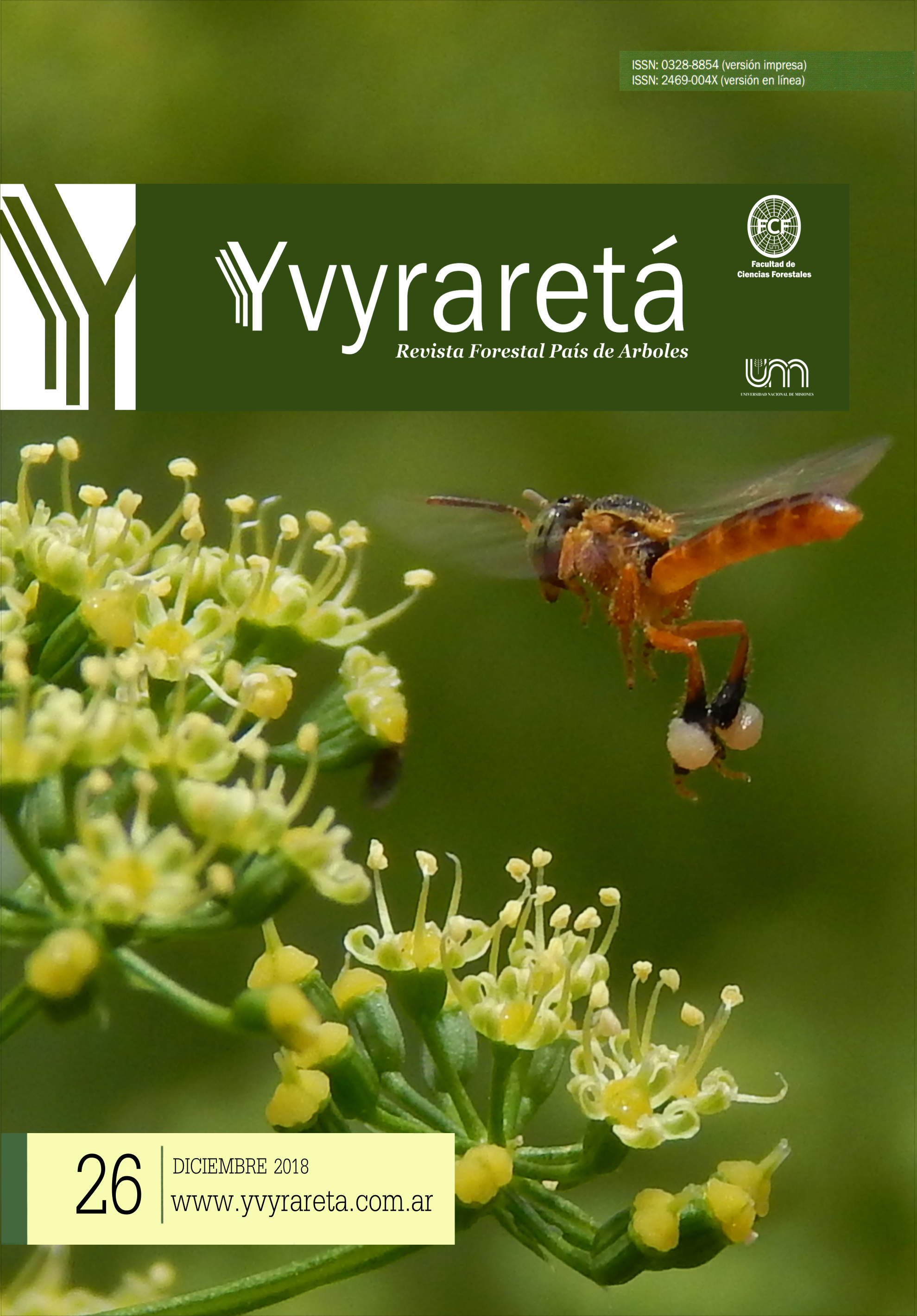 Pecoreadora de "Yatei" Tetragonisca fiebrigi Schwarz visitando una especie de la familia Apiaceae. y Contratapa: Entrada natural de una colonia de Yatei (Tetragonisca fiebrigi Schwarz)