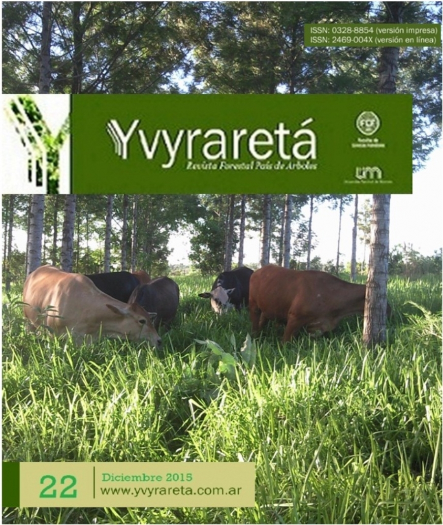 Ganado en SSP de Grevillea robusta de 9 años de edad en la Chacra del Sr. Luis Lytwin, Tres Capones, Misiones.